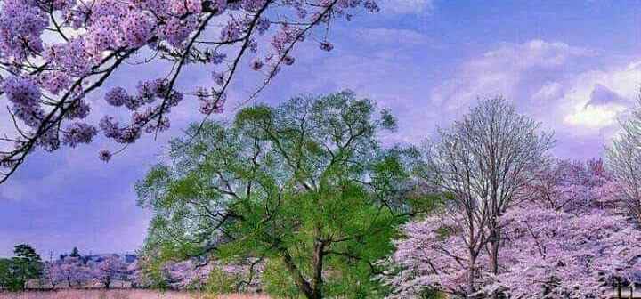 A scenic outdoor view featuring blooming flowers in a quiet and beautiful environment abroad.
