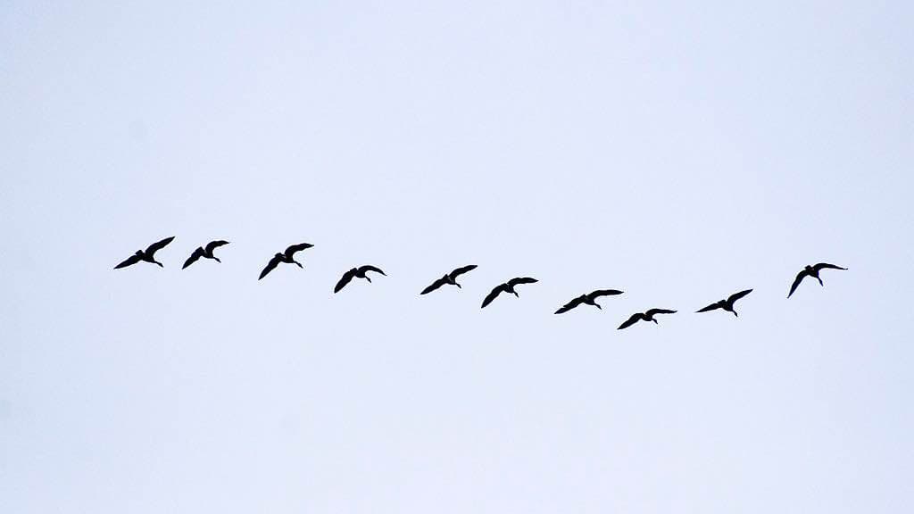 A line of geese taking flight together