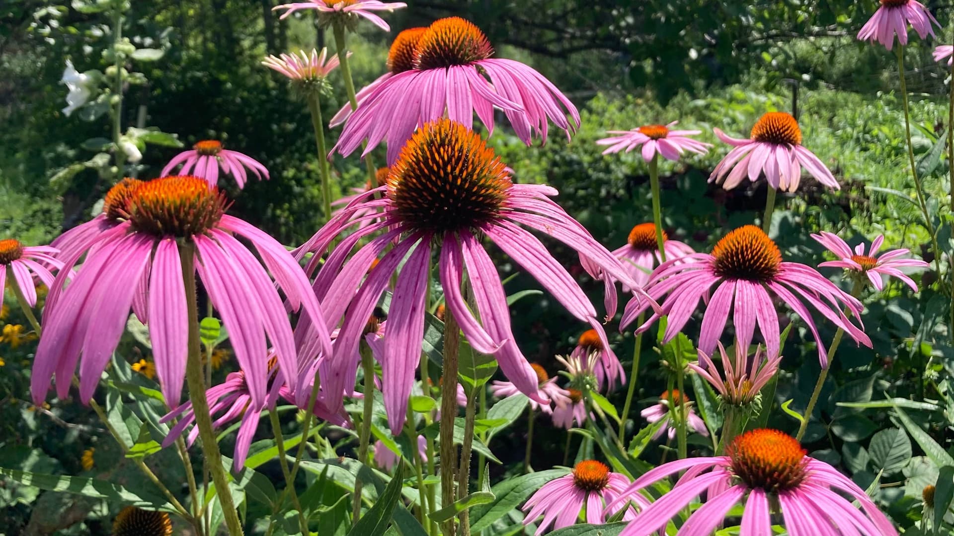 Pink echinacea growing together in a garden made by women