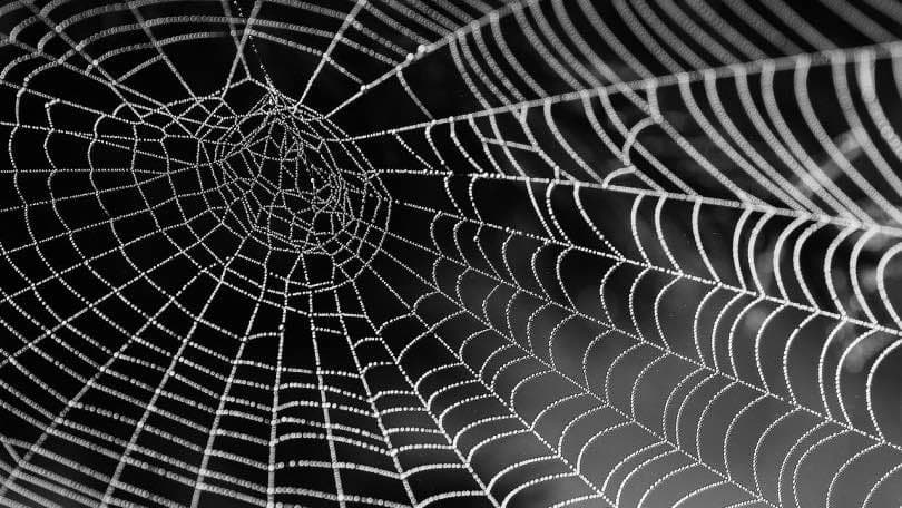 A spiderweb, both fragile and strong, laced with beads of water, our home and work together.